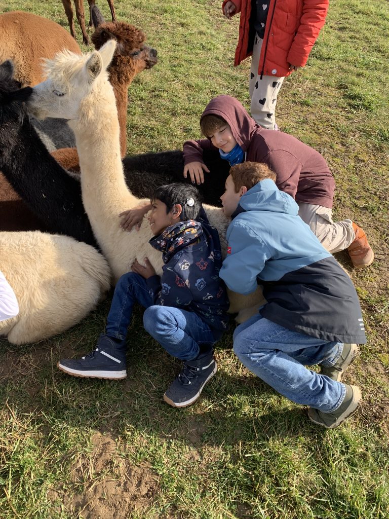 Kuscheln mit den Alpakas