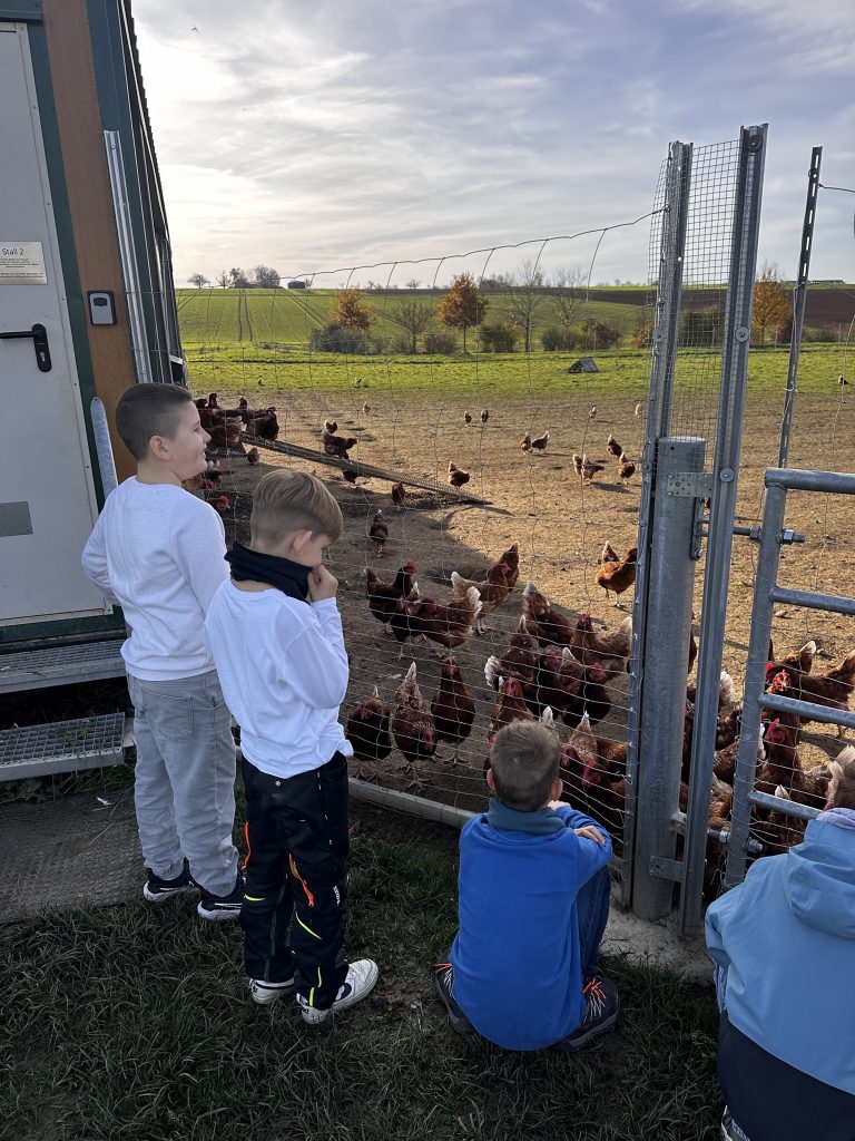 Die dritten Klassen besuchen die Hühner